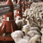 Pan Feeding