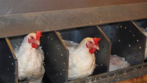 Front Roll Out Nesting System